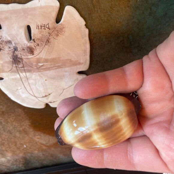 5 Different Sea Shells 1 Sand Dollar w/ Original Painting Signed by Dean Unique - Picture 9 of 13